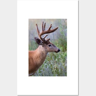 White-tailed deer Buck Posters and Art